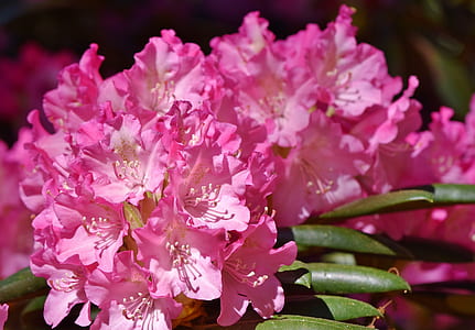 pink flowers in shallow focus photography thumbnail