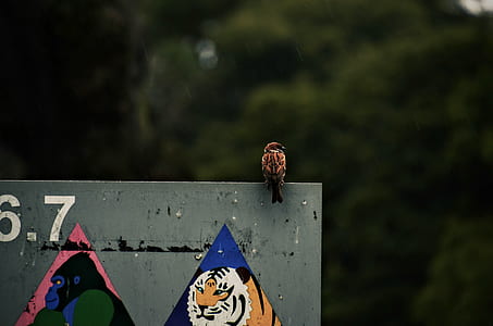Photography of a Brown Sparrow Bird thumbnail