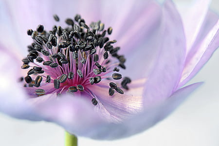 macro shot of purple flower thumbnail