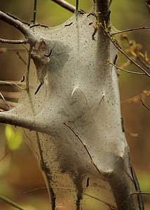 plant stem covered with spider webs thumbnail