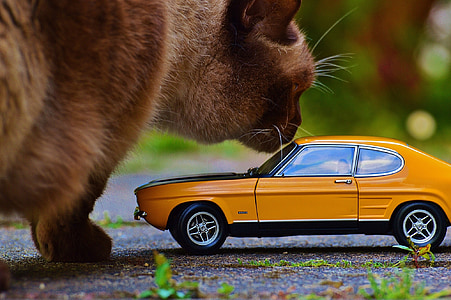 yellow car toy beside cat thumbnail