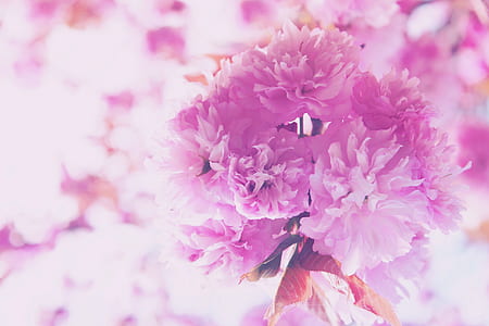 pink petaled flowers thumbnail