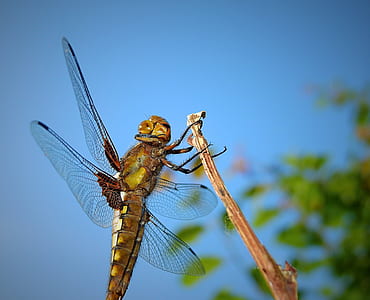 selective focus photography of brown dragonfly perching on brown stem thumbnail