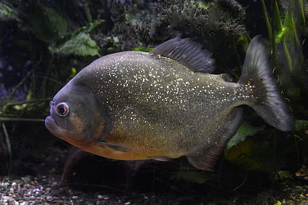 gray piranha near sea plant thumbnail