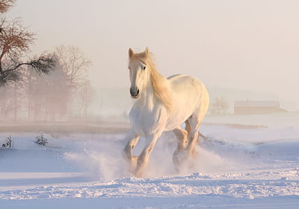 white horse running on the snow thumbnail