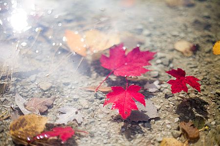 red maple leafs floating on calm body of water during daytime thumbnail