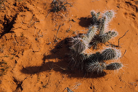 closeup photography of green cactus plants thumbnail