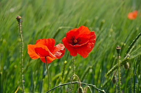 photo of two red and orange petaled flowers thumbnail