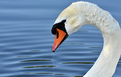 closeup photo of white mute swan near body of water thumbnail