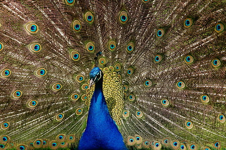 macro shot photography of peacock thumbnail