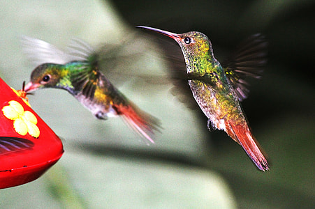 two flying humming birds thumbnail