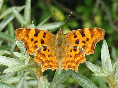 comma butterfly perching on green leaf thumbnail