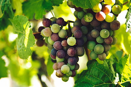 Grapes thumbnail