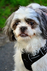 long-coated white and gray puppy thumbnail