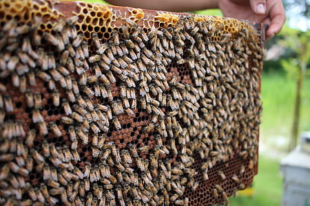 bee hive thumbnail