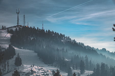 forest during winter thumbnail
