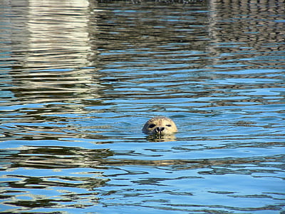 Gold Retriever Swimming in Water during Daytime thumbnail