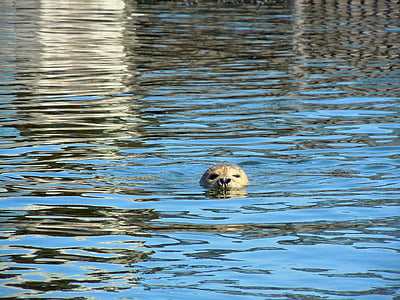 animal in water thumbnail