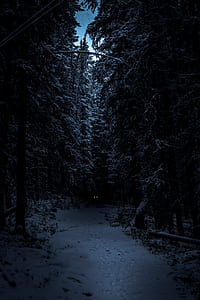 empty dirt road between green leaf trees thumbnail