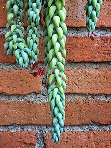 green succulent plant hanged beside wall thumbnail