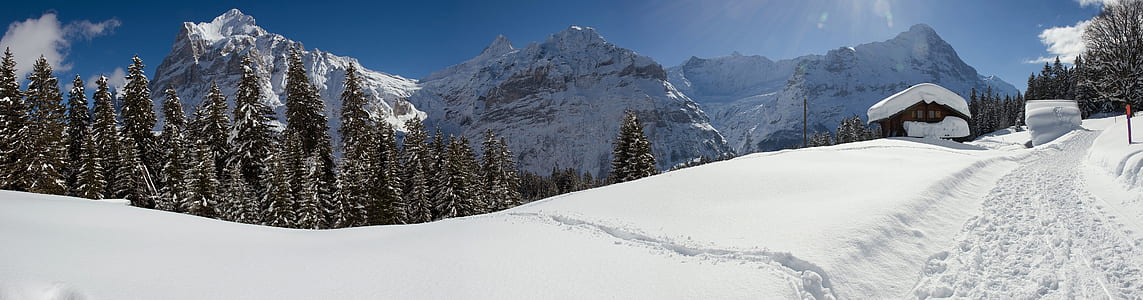 white snow and green trees at daytime thumbnail