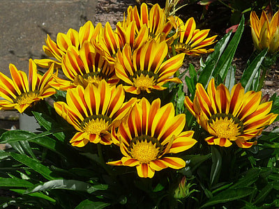 Mädchenauge, Magnificent Flowers thumbnail
