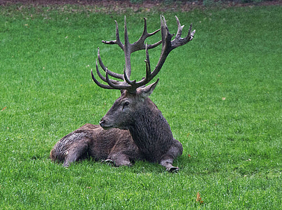 deer lying on grass thumbnail