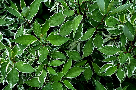 green leafed plants thumbnail