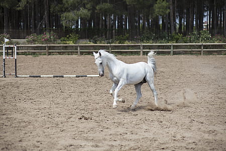 white horse thumbnail