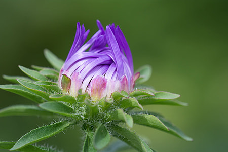 selective photograph of purple petaled flower thumbnail