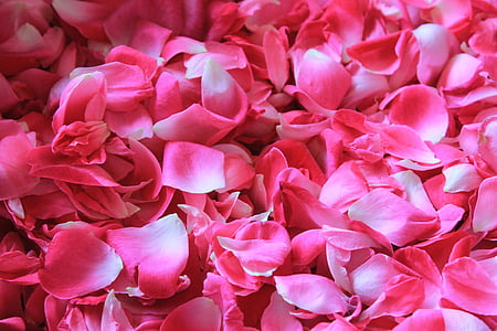 pink rose petals thumbnail