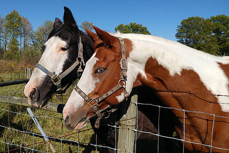 two brown and black horses near fence at daytime thumbnail