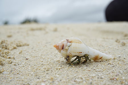 white shell on white sand beach shore during daytime thumbnail