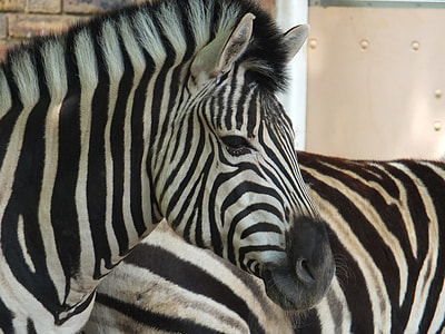 close-up photo of zebra head thumbnail