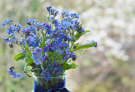 shallow focus photography of blue petaled flowers with green leaves thumbnail