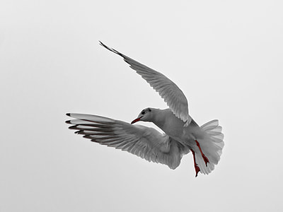 white bird at the sky thumbnail