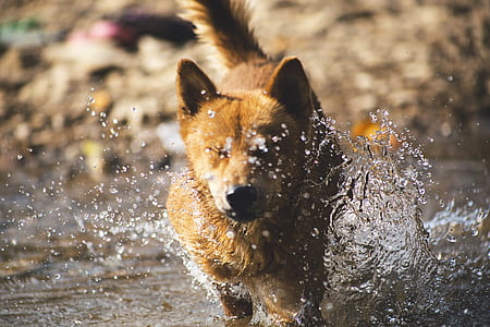 selective focus of brown dog standing on water thumbnail