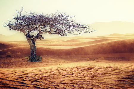 photo of leafless tree on desert thumbnail
