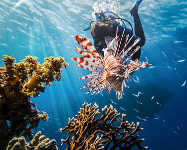 lion fish thumbnail