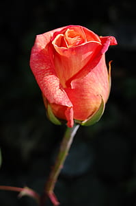 pink rose thumbnail
