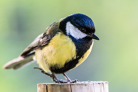 macro shot of yellow and black bird thumbnail