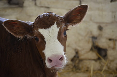 white and brown cow in close up photography thumbnail