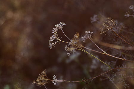 selective focus photography of white petaled flowers thumbnail