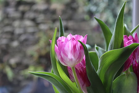 nature, flowers, petals, plant thumbnail