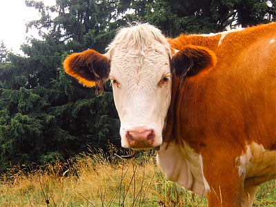 brown and white cattle on green field near tree thumbnail