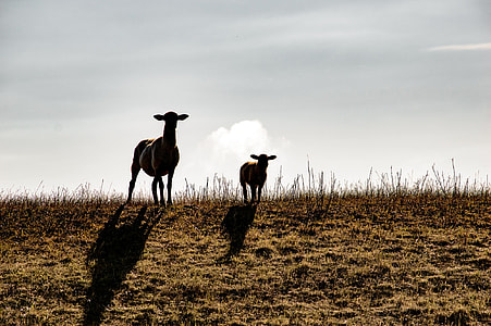 two sheep on brown grasses thumbnail