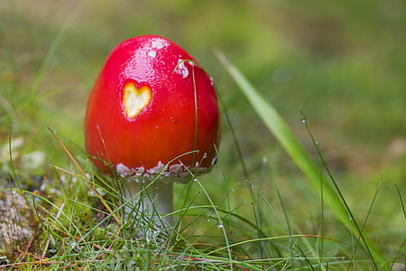 red and white plant on grass field thumbnail