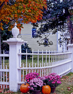purple and pink flowers beside pumpkin near white steel fence thumbnail