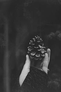 person holding pinecone thumbnail