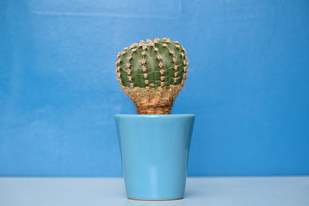 green cactus plant in blue plant pot thumbnail